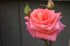 Red Rose